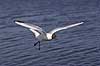 H�ttem�ge. H�ttem�ge flyver over Utterslev Mose Larus ridibundus, Laridae Utterslev Mose / Sj�lland   fugle M�gefugle, Laridae