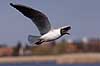 H�ttem�ge. H�ttem�ge flyver over Utterslev Mose Larus ridibundus, Laridae Utterslev Mose / Sj�lland   fugle M�gefugle, Laridae