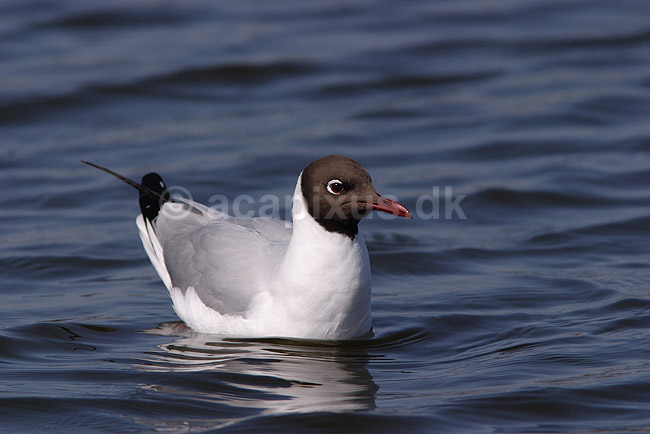 H�ttem�ge. H�ttem�ge p� vandet i Utterslev Mose; Larus ridibundus, Laridae; Utterslev Mose / Sj�lland; ; ; fugle; M�gefugle, Laridae