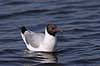 H�ttem�ge. H�ttem�ge p� vandet i Utterslev Mose Larus ridibundus, Laridae Utterslev Mose / Sj�lland   fugle M�gefugle, Laridae