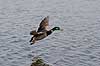 Gr�and. Gr�and han flyver over vandet i Utterslev Mose Anas platyrhynchos, Anatidae Utterslev Mose / Sj�lland   fugle �nder, Andefugle, Anseriformes, Anatidae