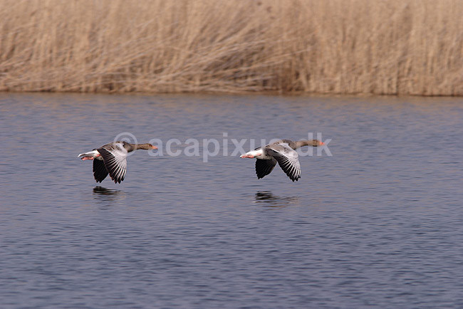 Gr�g�s. Gr�g�s flyver over vandet i Utterslev Mose; Anser anser, Anatidae; Utterslev Mose / Sj�lland; ; ; fugle; G�s, Andefugle, Anseriformes, Anatidae
