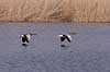Gr�g�s. Gr�g�s flyver over vandet i Utterslev Mose Anser anser, Anatidae Utterslev Mose / Sj�lland   fugle G�s, Andefugle, Anseriformes, Anatidae