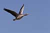 Gr�g�s. Gr�g�s flyver over Utterslev Mose Anser anser, Anatidae Utterslev Mose / Sj�lland   fugle G�s, Andefugle, Anseriformes, Anatidae