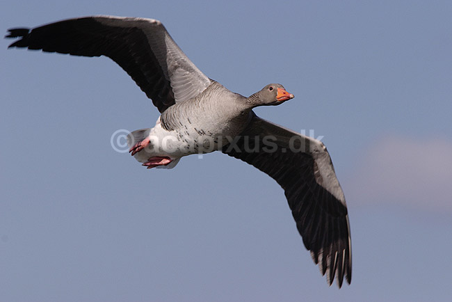 Gr�g�s. Gr�g�s flyver over Utterslev Mose; Anser anser, Anatidae; Utterslev Mose / Sj�lland; ; ; fugle; G�s, Andefugle, Anseriformes, Anatidae