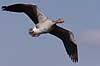 Gr�g�s. Gr�g�s flyver over Utterslev Mose Anser anser, Anatidae Utterslev Mose / Sj�lland   fugle G�s, Andefugle, Anseriformes, Anatidae