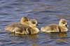 G�slinger. G�slinger af gr�g�s p� vandet i Utterslev Mose Anser anser, Anatidae Utterslev Mose / Sj�lland   fugle G�s, Andefugle, Anseriformes, Anatidae