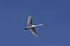 Knopsvane. Knopsvane flyvende over Utterslev Mose Cygnus olor, Anatidae Utterslev Mose / Sj�lland   fugle Andefugle, Anseriformes, Anatidae, Knopsvaner