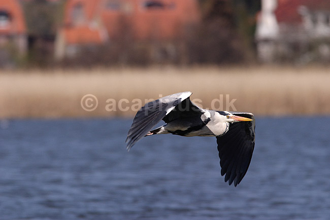 Fiskehejre. Fiskehejre flyvende over Utterslev Mose; Ardea cinerea, Ardeidae; Utterslev Mose / Sj�lland; ; ; fugle; Hejrer, Ardeidae, Storkefugle, Ciconiiformes