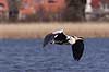 Fiskehejre. Fiskehejre flyvende over Utterslev Mose Ardea cinerea, Ardeidae Utterslev Mose / Sj�lland   fugle Hejrer, Ardeidae, Storkefugle, Ciconiiformes