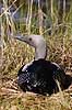 Lom. Sortstrubet lom p� rede Gavia arctica H�kens�s Sverige  fugle Lommer, Gaviidae, Gaviiformes