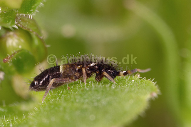 Springhale; Orchesella cincta; ; ; ; insekter; Springhaler, Collembola, Vingel�se insekter, Apterygota