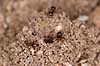  Lasius niger    insects 