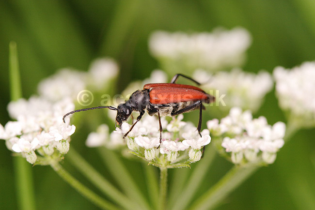 Blomsterbuk. R�d blomsterbuk (han) p� sk�rmblomst; Leptura rubra; ; ; ; insekter; Tr�bukke, Cerambycidae, Biller, Coleoptera, bille