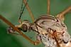      insects 