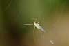  Myzus persicae    insects 