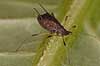  Aphis gossypii    insects 