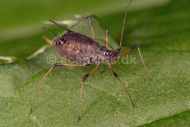 Bladlus. Bladlus p� blad; Aphis gossypii; ; ; ; insekter; Aphidoidea, skadedyr, Homoptera
