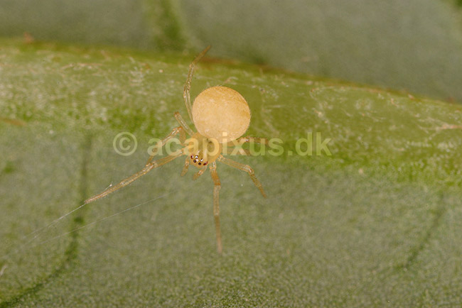 Edderkop; ; ; ; ; spindlere; Edderkopper, Araneidae, Araneae