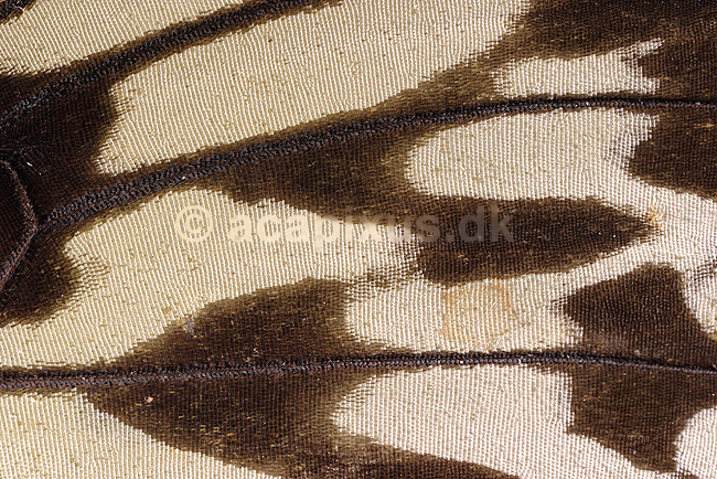 Sommerfuglevinge. Sommerfuglevinge af Papirsommerfugl med sk�l; Idea leuconoe; ; ; ; insekter; Sommerfugle, Lepidoptera, vinger