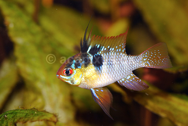 Sommerfuglecichlide; Microgeophagus ramirezi, Papiliochromis ramirezi; ; ; ; fisk; Oplegnathidae, cichlider, akvariefisk, dv�rgcichlider, akvarium