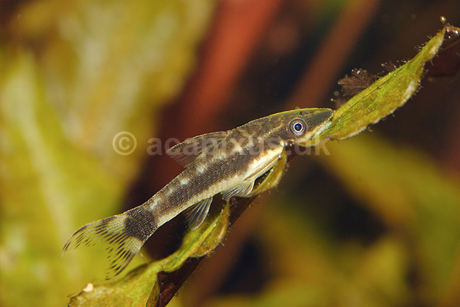 Dv�rgsugemalle. Almindelig dv�rgsugemalle; Otocinclus affinis; ; ; ; fisk; akvarier, akvariefisk, Loricariidae, sugemaller