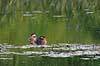 Lappedykker. Gr�strubet lappedykker Podiceps griseigena    fugle Lappedykkere, Podicipedidae, Podicipediformes