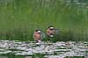 Lappedykker. Gr�strubet lappedykker Podiceps griseigena    fugle Lappedykkere, Podicipedidae, Podicipediformes