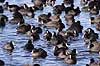 Blish�ns. Blish�ns rastende i v�ge i Damhuss�en Fulica atra Damhuss�en / Sj�lland   fugle Blish�ne, Vandh�ns, Rallidae, Tranefugle, Gruiformes