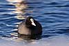 Blish�ne. Blish�ne i Damhuss�en Fulica atra Damhuss�en / Sj�lland   fugle Blish�ns, Vandh�ns, Rallidae, Tranefugle, Gruiformes