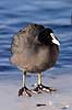 Blish�ne. Blish�ne i Damhuss�en Fulica atra Damhuss�en / Sj�lland   fugle Blish�ns, Vandh�ns, Rallidae, Tranefugle, Gruiformes