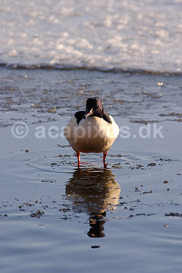 Skallesluger. Stor skallesluger ved isen p� Utterslev Mose; Mergus merganser; Utterslev Mose / Sj�lland; ; ; fugle; Skalleslugere, andefugle, Anatidae, Anseriformes