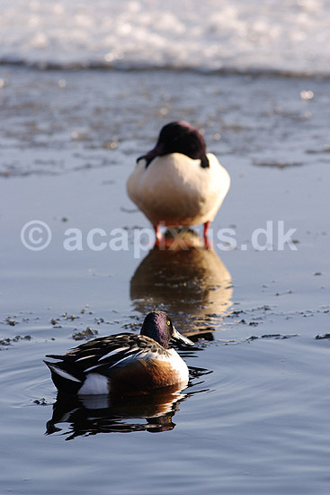 Skeand og skallesluger. Skeand og Stor skallesluger ved isen p� Utterslev Mose; Anas clypeata, Mergus merganser; Utterslev Mose / Sj�lland; ; ; fugle; Skalleslugere, andefugle, Anatidae, Anseriformes