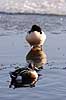 Skeand og skallesluger. Skeand og Stor skallesluger ved isen p� Utterslev Mose Anas clypeata, Mergus merganser Utterslev Mose / Sj�lland   fugle Skalleslugere, andefugle, Anatidae, Anseriformes