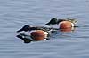Ske�nder. Ske�nder i Utterslev Mose Anas clypeata Utterslev Mose / Sj�lland   fugle Skeand, andefugle, Anatidae, Anseriformes