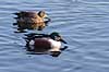 Ske�nder. Ske�nder i Utterslev Mose Anas clypeata Utterslev Mose / Sj�lland   fugle Skeand, andefugle, Anatidae, Anseriformes