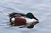 Skeand. Skeand i Utterslev Mose Anas clypeata Utterslev Mose / Sj�lland   fugle Ske�nder, andefugle, Anatidae, Anseriformes