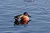 Skeand. Skeand i Utterslev Mose Anas clypeata Utterslev Mose / Sj�lland   fugle Ske�nder, andefugle, Anatidae, Anseriformes