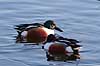 Skeand. Skeand i Utterslev Mose Anas clypeata Utterslev Mose / Sj�lland   fugle Ske�nder, andefugle, Anatidae, Anseriformes