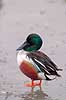 Skeand. Skeand p� isen ved Utterslev Mose Anas clypeata Utterslev Mose / Sj�lland   fugle Ske�nder, andefugle, Anatidae, Anseriformes
