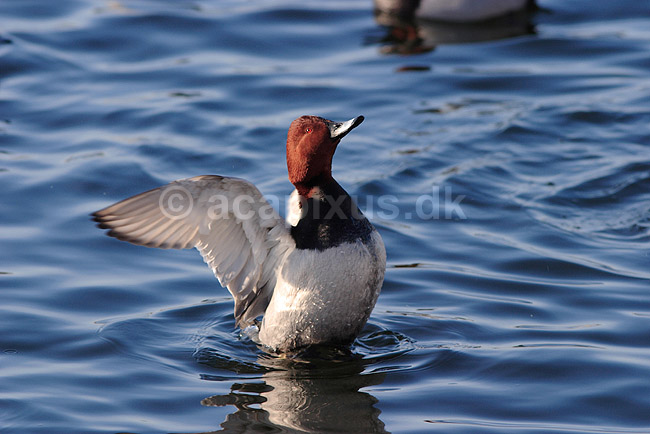 Taffeland. Taffeland i Damhuss�en; Aythya ferina; Damhuss�en / Sj�lland; ; ; fugle; Andefugle, Anatidae, Anseriformes, taffel�nder