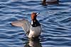 Taffeland. Taffeland i Damhuss�en Aythya ferina Damhuss�en / Sj�lland   fugle Andefugle, Anatidae, Anseriformes, taffel�nder