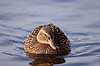 Gr�and. Gr�and, hun Anas platyrhynchos Utterslev Mose / Sj�lland   fugle Andefugle, Anatidae, Anseriformes, gr��nder
