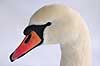 Knopsvane Cygnus olor Utterslev Mose / Sj�lland   fugle Andefugle, Anseriformes, Anatidae, Knopsvaner