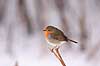 R�dhals Erithacus rubecula Utterslev Mose / Sj�lland   fugle R�dhalse, Drosler, Turdinae, Spurvefugle, Passeriformes