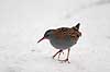 Vandrikse. Vandrikse s�ger f�de i sneen og isen ved Utterslev Mose Rallus aquaticus Utterslev Mose / Sj�lland   fugle Vandrikser, Vandh�ns, Rallidae, Tranefugle, Gruiformes