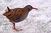 Vandrikse. Vandrikse s�ger f�de i sneen og isen ved Utterslev Mose Rallus aquaticus Utterslev Mose / Sj�lland   fugle Vandrikser, Vandh�ns, Rallidae, Tranefugle, Gruiformes