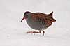 Vandrikse. Vandrikse s�ger f�de i sneen og isen ved Utterslev Mose Rallus aquaticus Utterslev Mose / Sj�lland   fugle Vandrikser, Vandh�ns, Rallidae, Tranefugle, Gruiformes