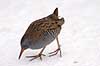 Vandrikse. Vandrikse s�ger f�de i sneen og isen ved Utterslev Mose Rallus aquaticus Utterslev Mose / Sj�lland   fugle Vandrikser, Vandh�ns, Rallidae, Tranefugle, Gruiformes