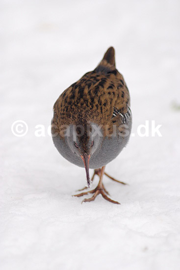 Vandrikse. Vandrikse s�ger f�de i sneen og isen ved Utterslev Mose; Rallus aquaticus; Utterslev Mose / Sj�lland; ; ; fugle; Vandrikser, Vandh�ns, Rallidae, Tranefugle, Gruiformes